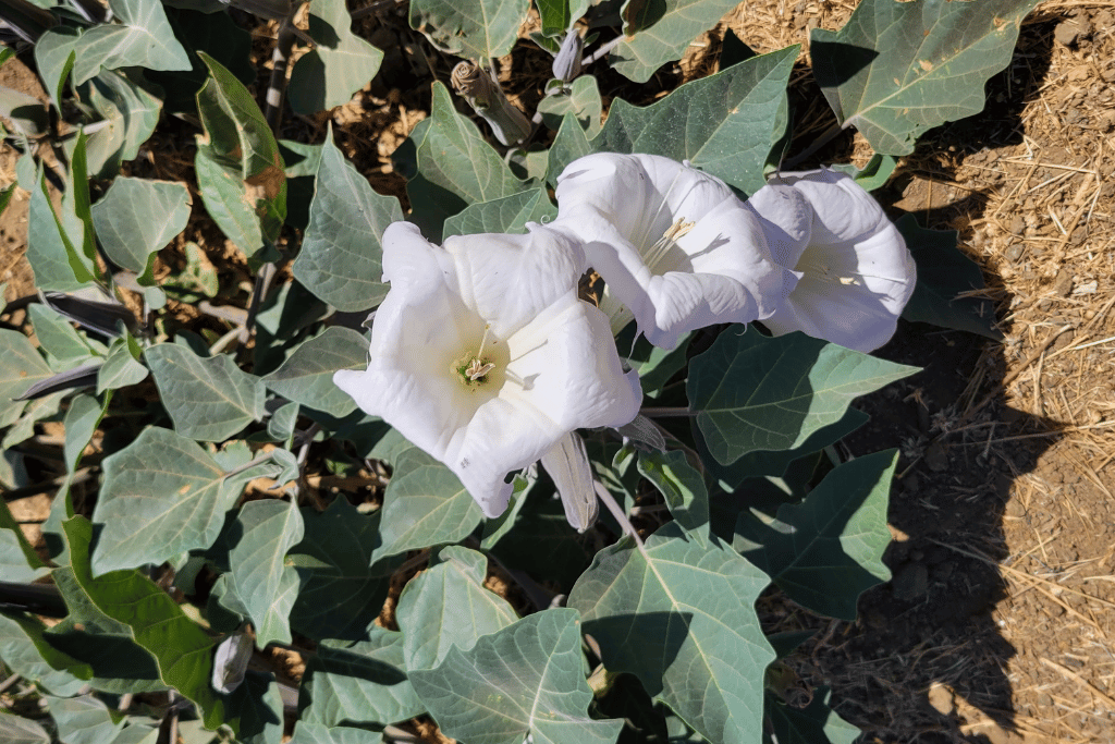 Jimsonweed