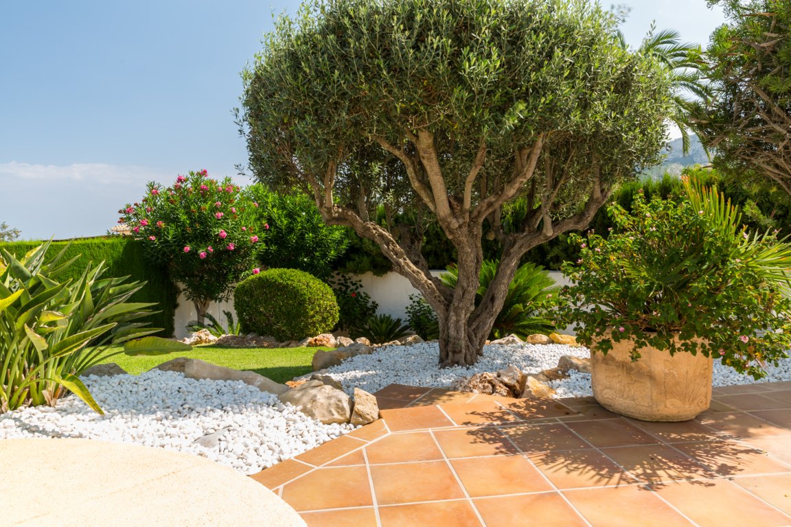 Kalamata Olive Tree