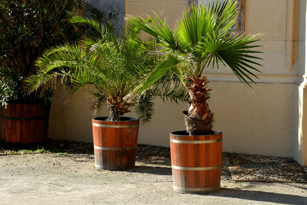 Kentia Palm 