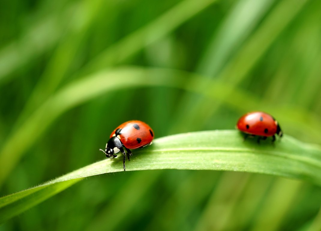 Japanese Beetles vs June Bugs: A Comparison Guide - The Plant Bible