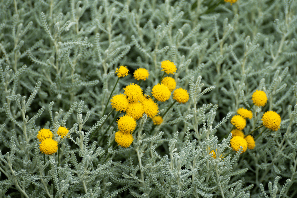 Lavender Cotton