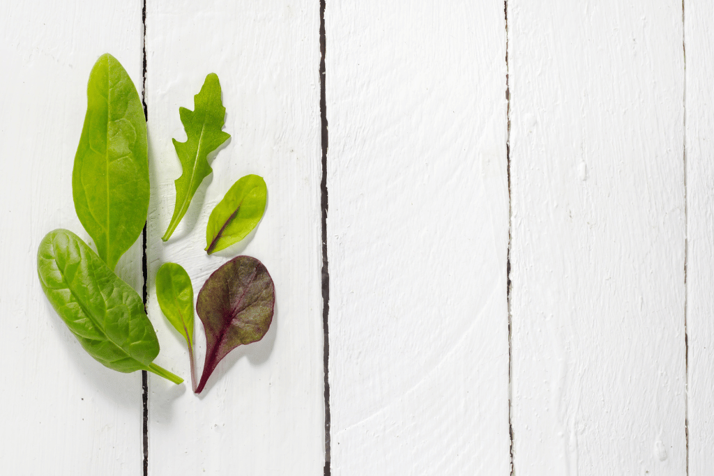 Lettuce, Spinach and Swiss Chard