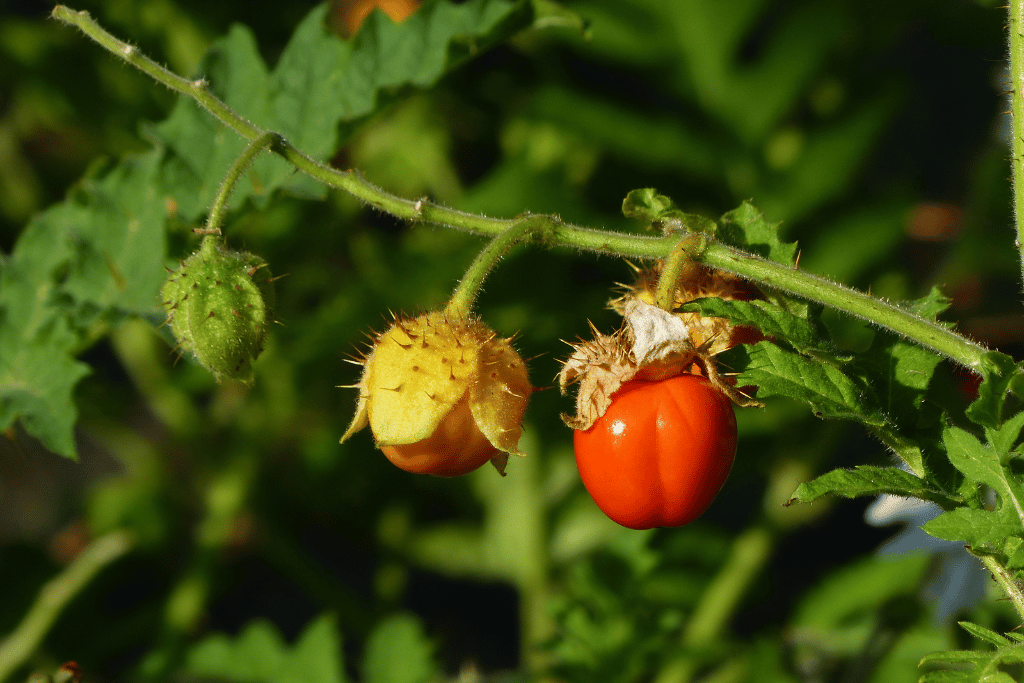 Litchi tomato