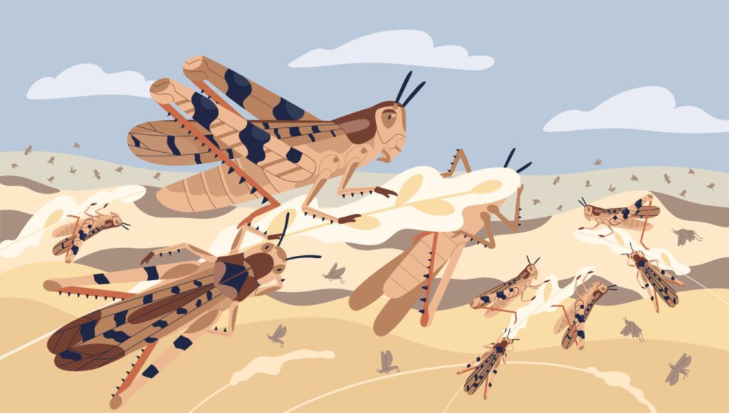 Locusts Attack