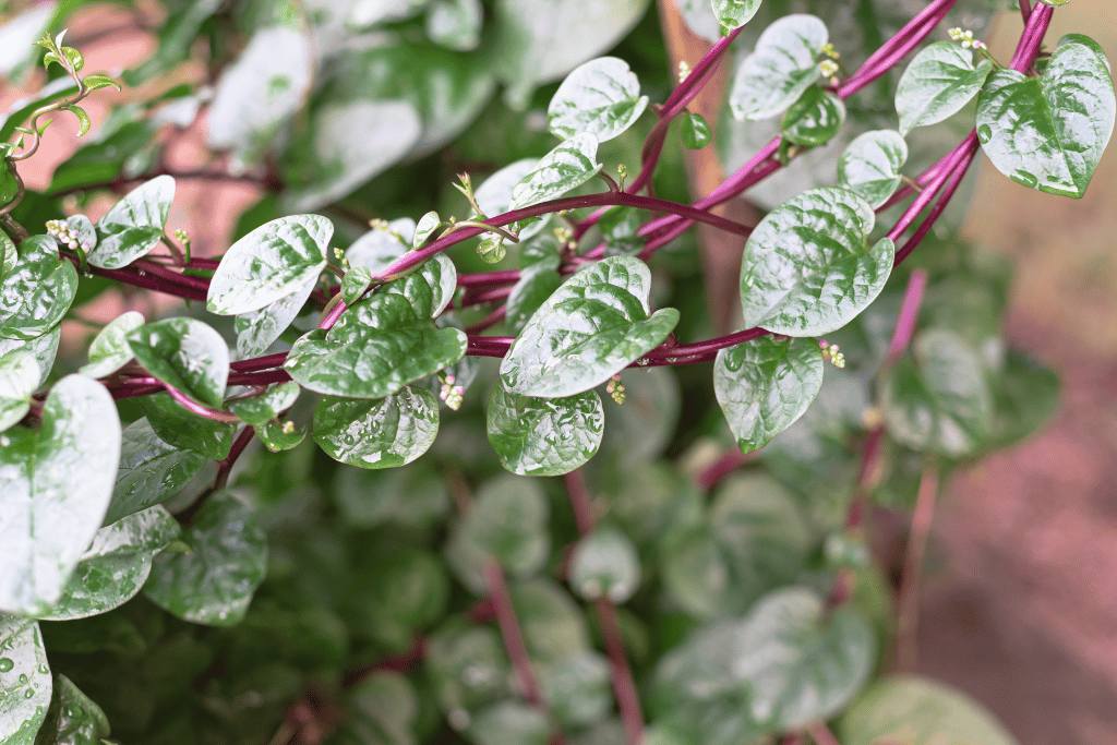 Malabar Spinach