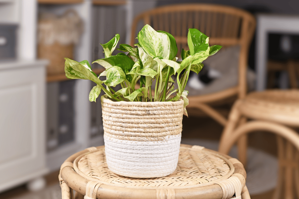 Manjula Pothos