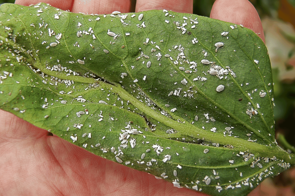 Mealybugs