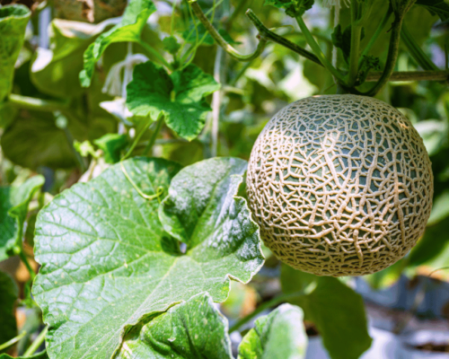 cantaloupe companion plants