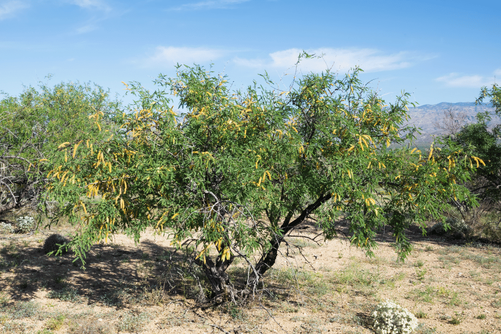 Mesquite tree