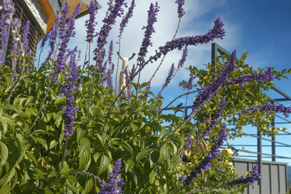 Mexican Bush Sage