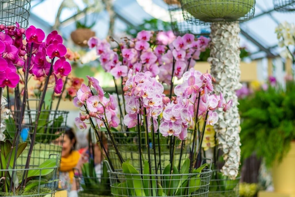 Multiple Stems on an Orchid