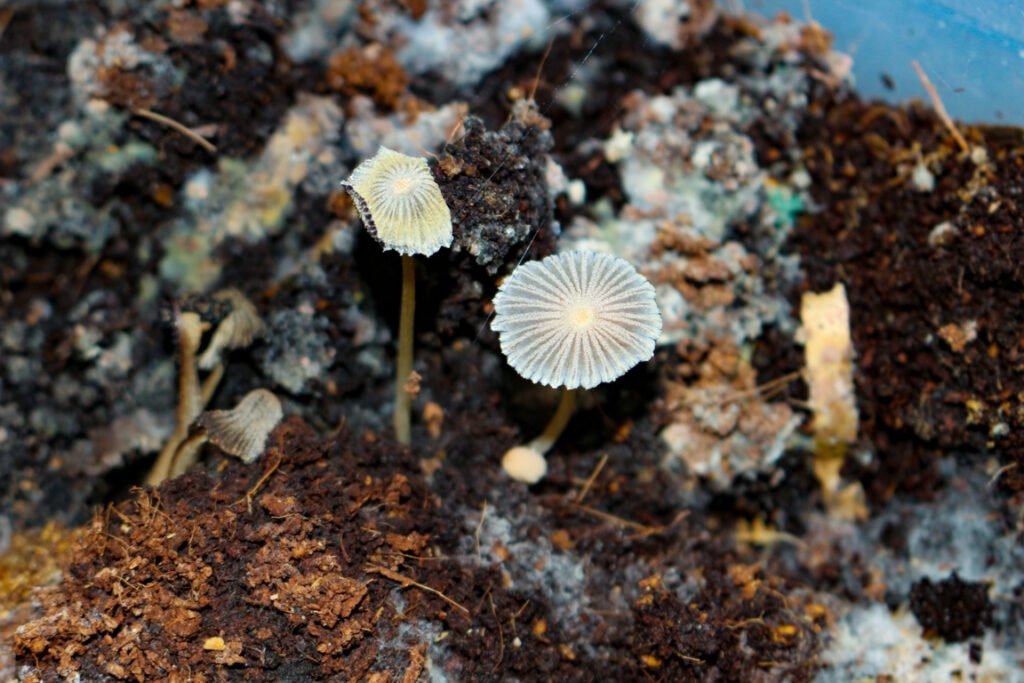 Mushroom Compost