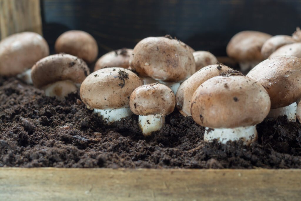 Mushroom cultivation 