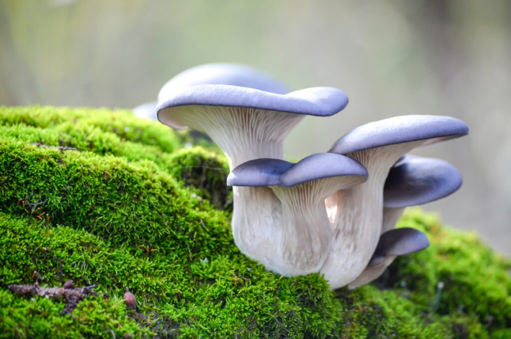 Mushroom on Raised Beds 