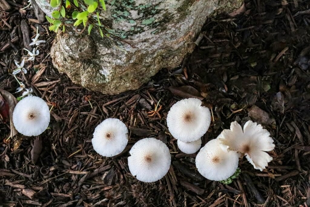 Mushrooms compost