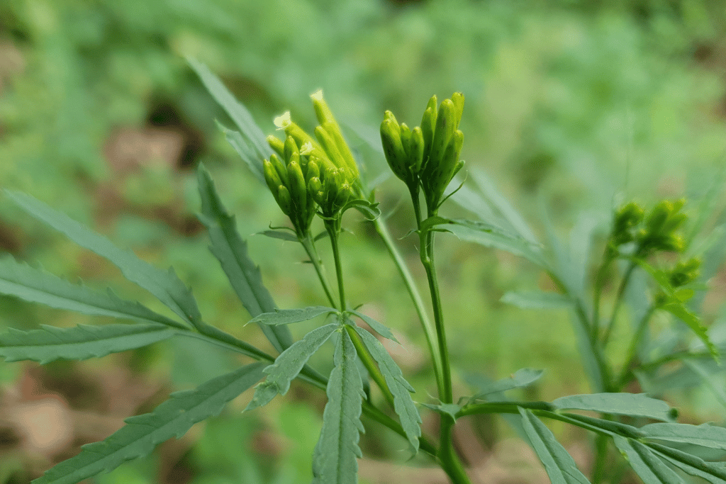 Muster John Henry (Tagetes minuta)