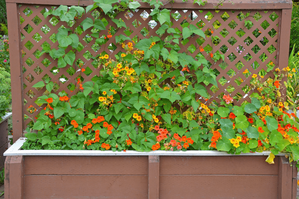 Nasturtium