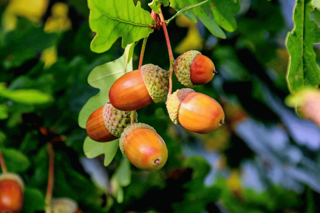 Oak Acorns