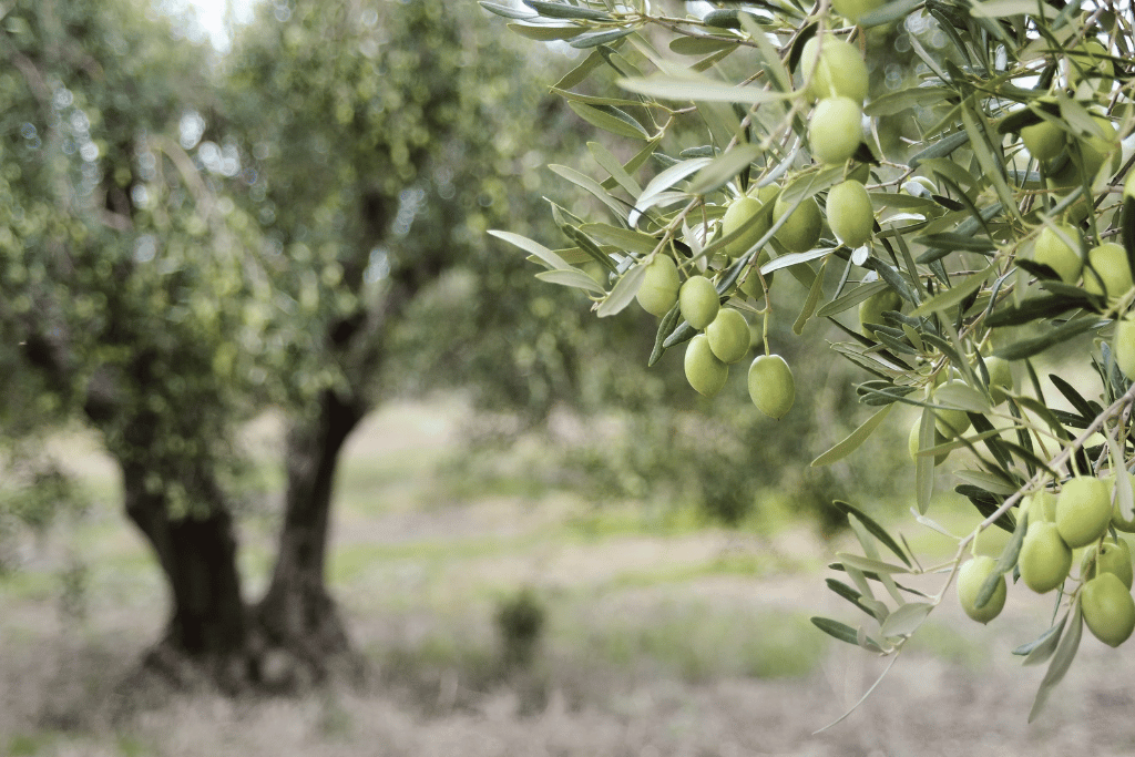 Olive tree