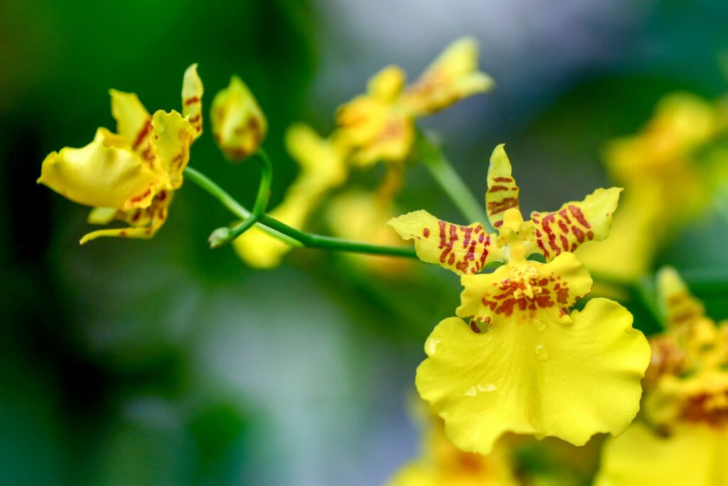 Oncidium orchid 