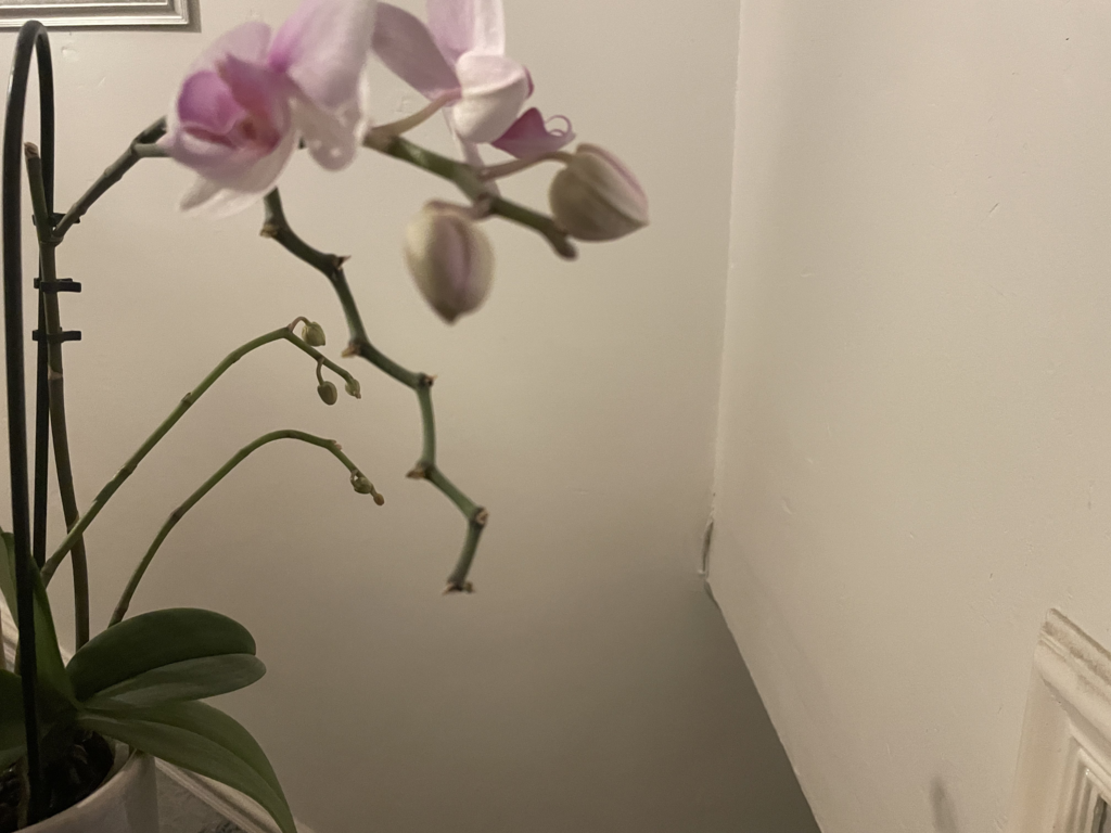 Orchid Flowers