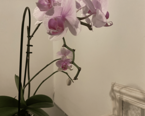 how long does an orchid bloom last