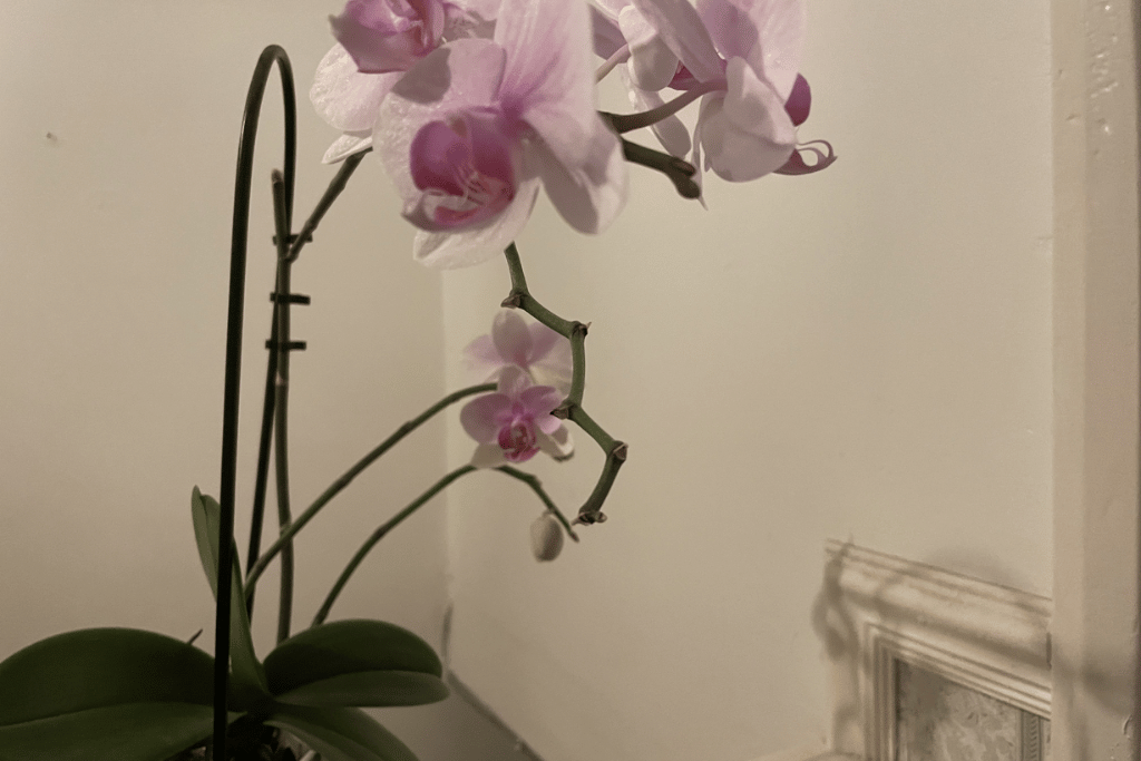 Orchid Flowers 