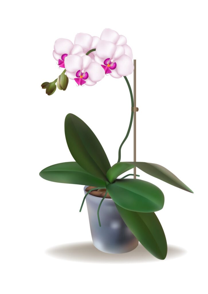 Orchid Flowers in Pot