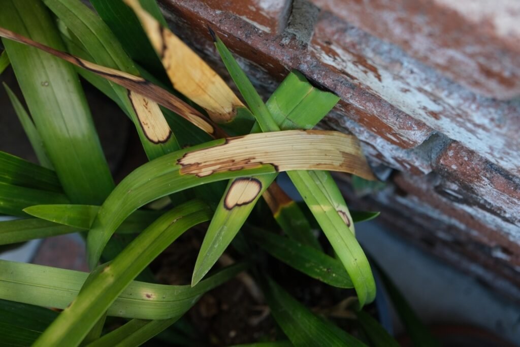 Orchid Leaves Browning