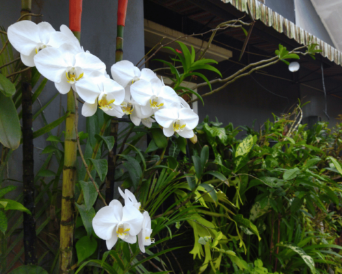 what does an orchid symbolize