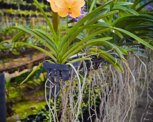 how to repot an orchid with air roots