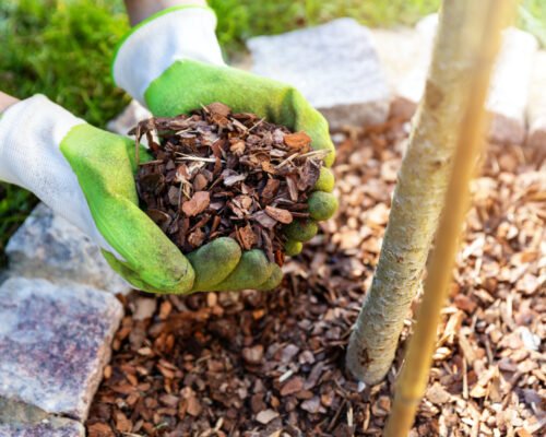 organic mulch vs inorganic mulch