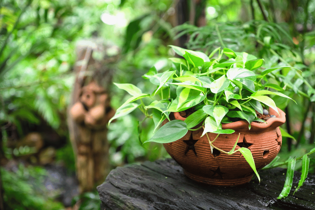 Outdoor Pothos Pot