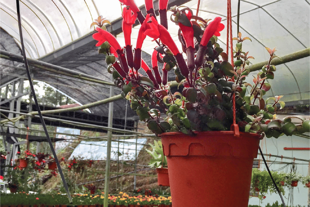 Pagoda Lipstick Plant in Pot