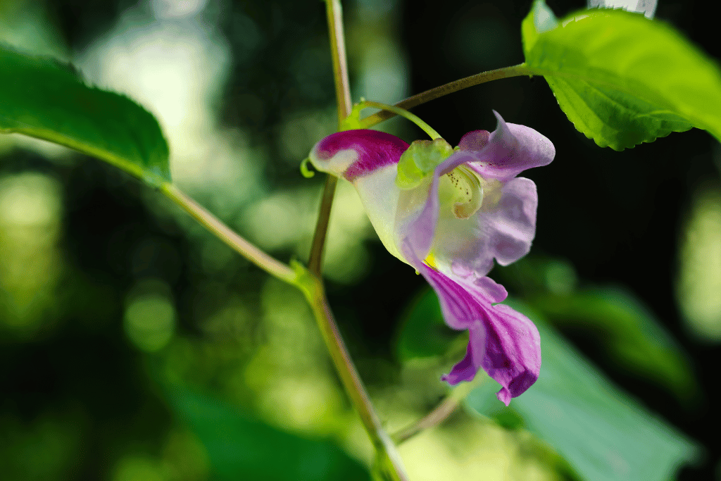 Parrot Flower