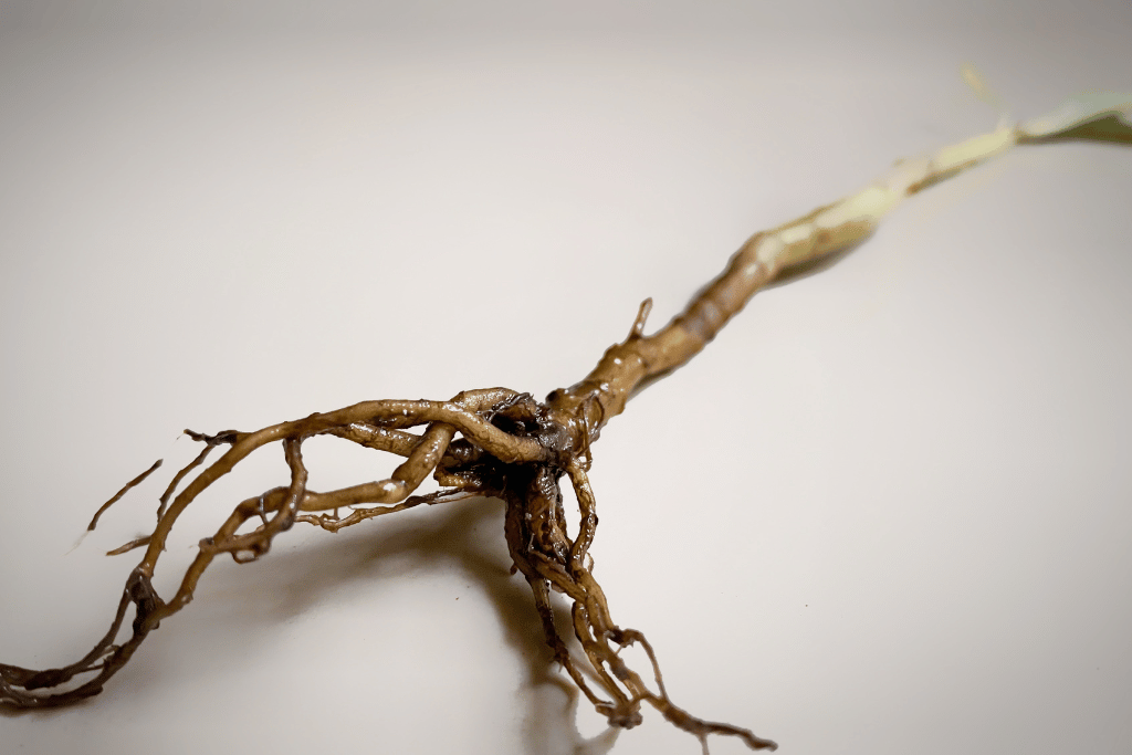 Peace Lily Root Rot