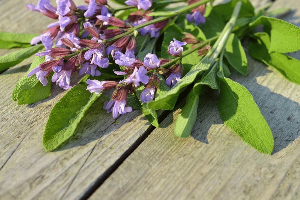 Perennial Sage