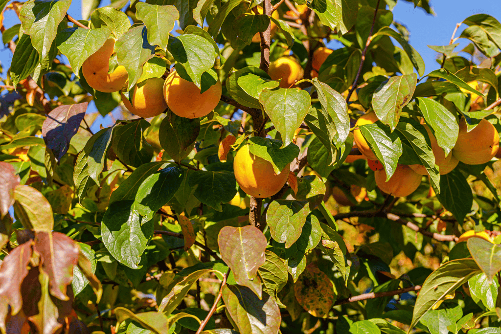 Persimmon