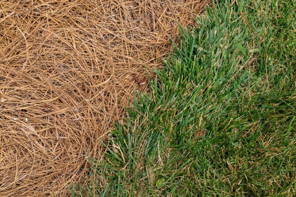 Pine Straw Mulch