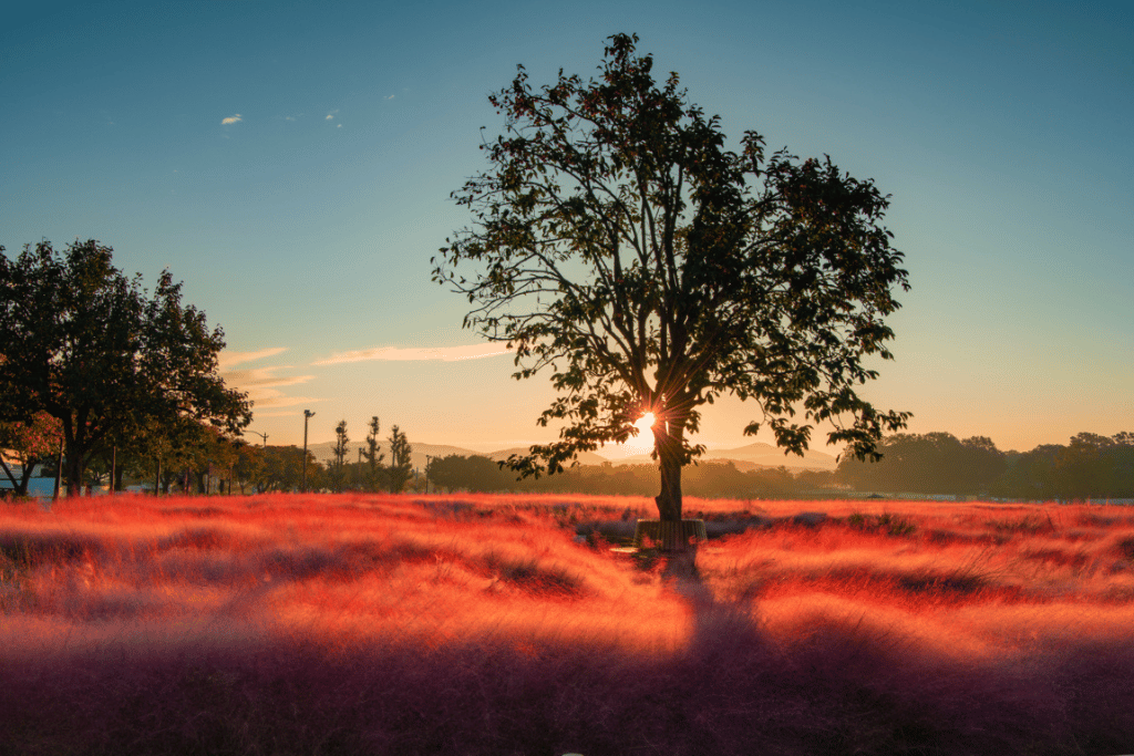 Pink Muhly Grass Facts