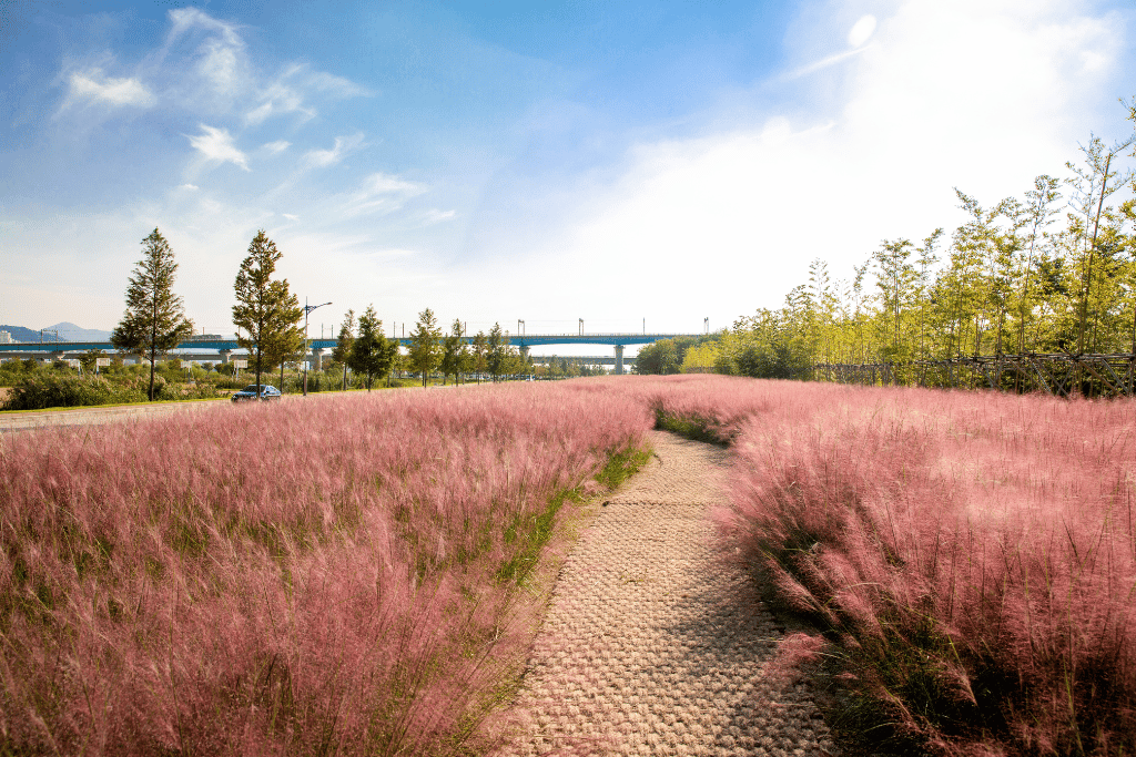 Pink Muhly Grass Growing