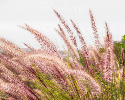 pink muhly grass companion plant