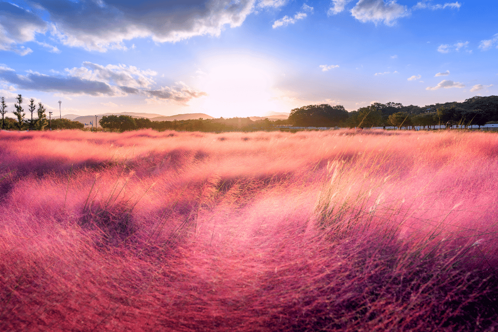 Pink muhly grass land