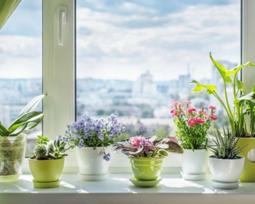 best plants for west facing window