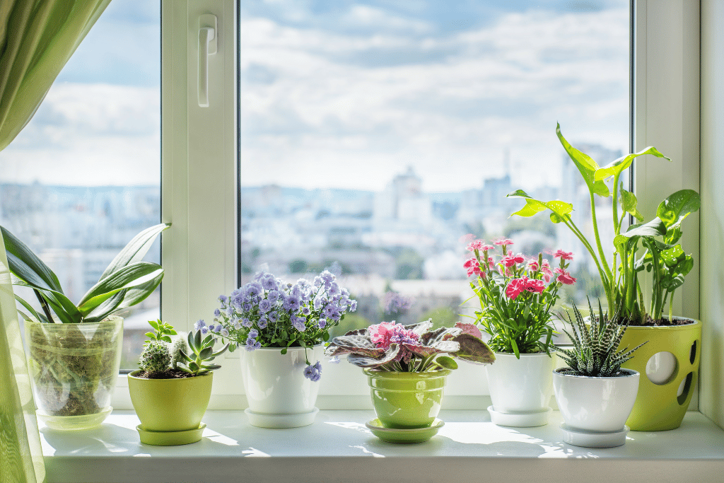 best plants for west facing window