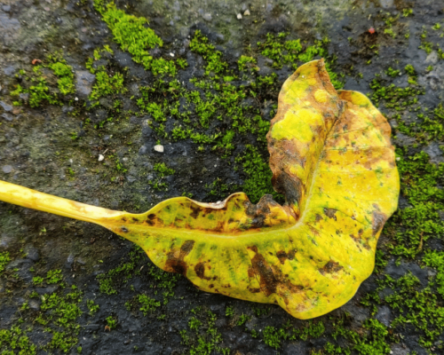 plumeria leaves turning yellow