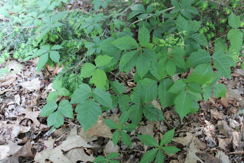 Poison Ivy