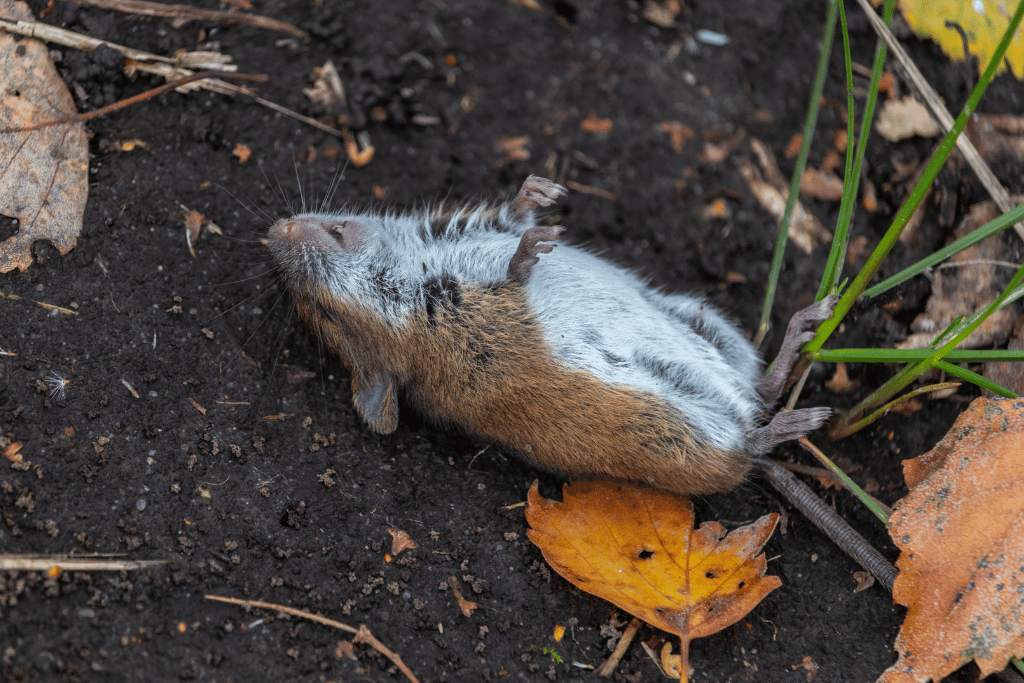 best poison for voles