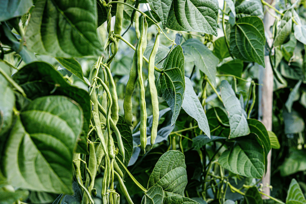 Pole Beans