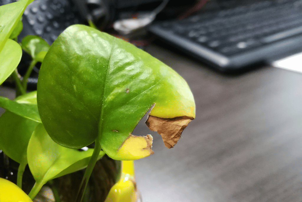 Pothos’ Leaves